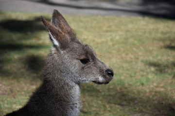 Close-up of a Bennets wallaby face Australian animal marsupial.