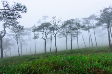 Pine tree forest in the mist at Phu Soi Dao national park, Uttaradit, Thailand.
