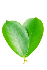 Green leaf isolated on white background