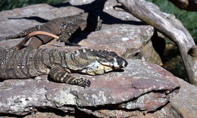 Lizard (Water monitor or Asian water monitor) is a large lizard is type reptile well-developed limbs. Varanus nebulosus.