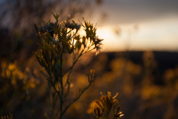 Sunset Behind Desert Flowers in Arches National Park