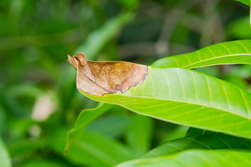 disease green leaves Fungus 