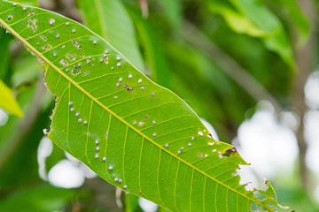 disease green leaves Fungus 