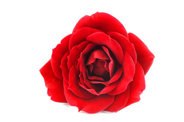 close up on single red rose