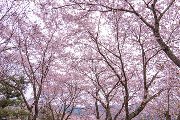 河口湖の春風景2017
