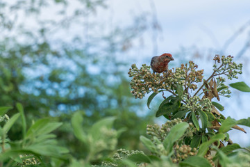 Bird in a Tree