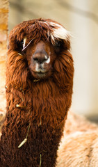 Solitary Llama Eyes Covered By Hair and Straw Rust Blonde