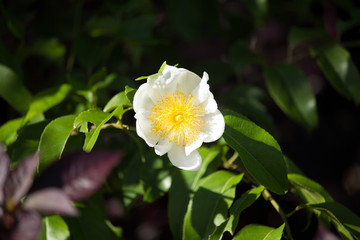 Fried Egg Tree or  Oncoba spinosa Forssk.