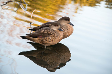 Two female chestnut teal ducks in shallow water in a zoo in England, UK