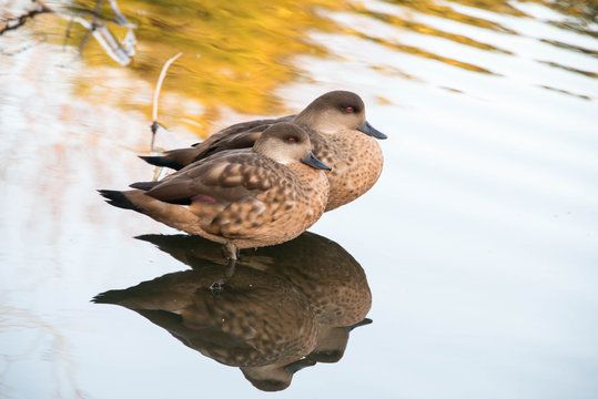 Two female chestnut teal ducks in shallow water in a zoo in England, UK