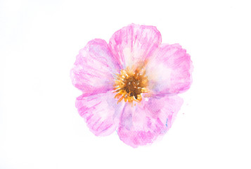 Bloom pink flower on white