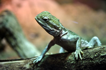 Green forest lizard sitting on a tree. Wild lizard green.
