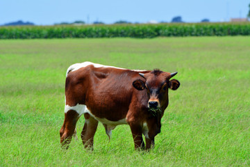 Young Longhorn Bull Eating/Young Brown Longhorn bull eating in a grassy field