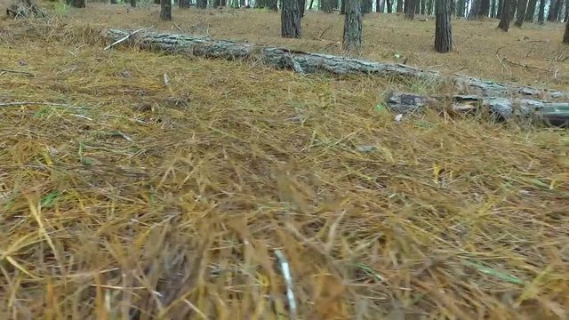bosque de pinos en las monta&ntilde;as