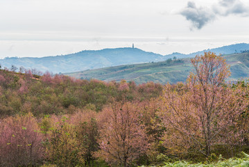 cherry blossom hill
