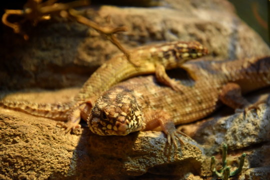 Brown lizards lying on a rock in a terrarium.