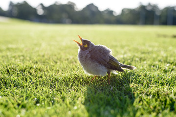 Australian native bird noisy miner in the grass, blurred nature background.