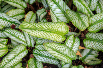 Naklejka na ściany i meble colorful green leaf in garden