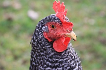 Chicken, Barred Rock hen.