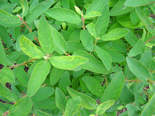 Background of lush greenery