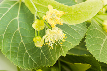 Background of the linden flowers closeup