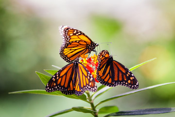 Fototapeta na wymiar Monarch Butterflies