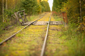 Białowieski Park Narodowy-stare tory kolejowe © Janusz Lipiński