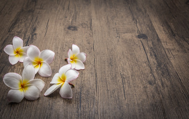 White plumeria flower on wood background.