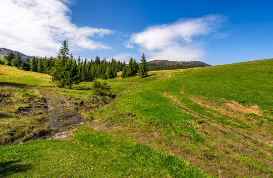 stream among the forest on hillside