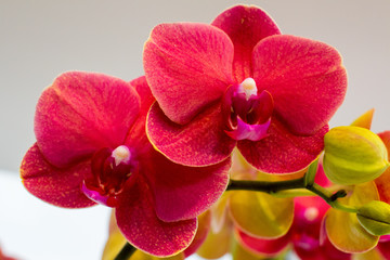 Red Orchid