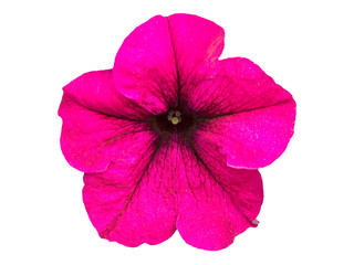 Beautiful Petunia flower (Petunia hybrida) isolated on white background