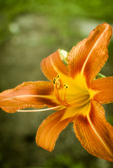Daylily flower closeup