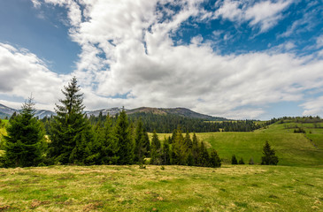 Fototapeta na wymiar conifer forest on a hill in summer landscape