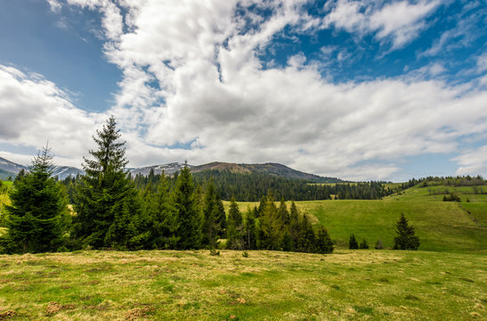 conifer forest on a hill in summer landscape