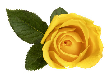 Yellow Rose Isolated on White Top View