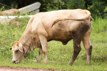 Cows eating