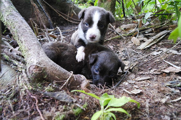 Naklejka na ściany i meble Two puppies with blue eyes in the wood