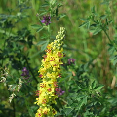 Verbascum nigrum, the black royal candle, grows in ruins, embankments, pathways, meadows, bright forests, yellow in June