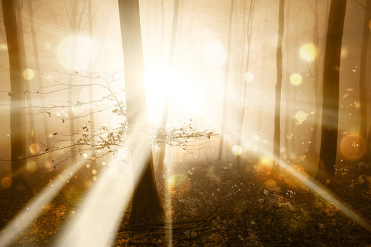Fototapeta Magic fantasy light in the gold colored foggy forest landscape with fireflies bokeh. Color filter effect used.