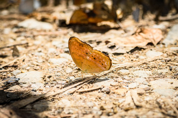 many pieridae butterflies gathering water on floor
