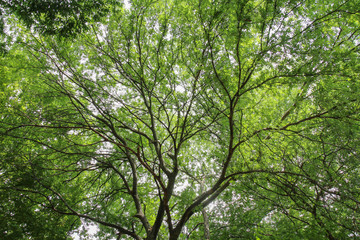 葉から漏れる光