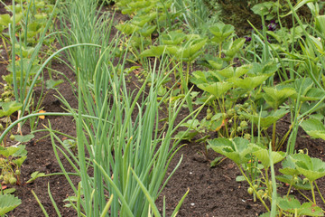 Zwiebeln Beet Reihe Garten Zwiebellauch Lauch Garten Feld 