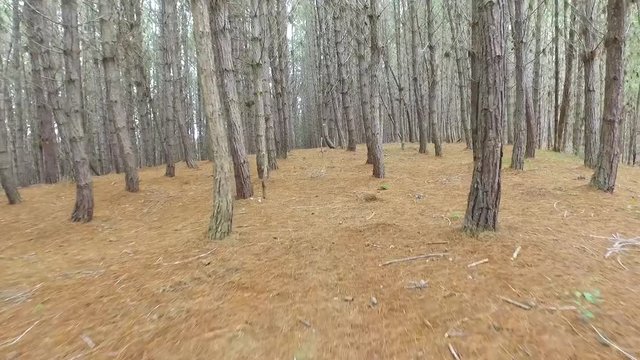 bosque de pinos en las monta&ntilde;as