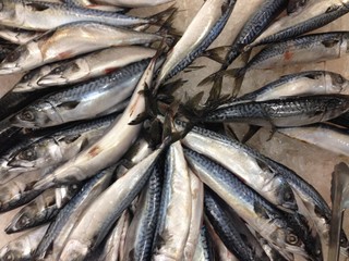 Obraz premium Many Saba fish are frozen