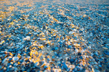 Seashells on the sea beach