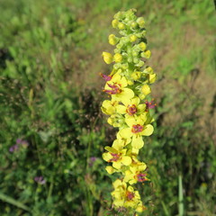 Verbascum nigrum, the black royal candle, grows in ruins, embankments, pathways, meadows, bright forests, yellow in June