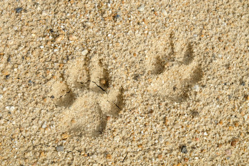 Animal footprints on abstract background rift of soil Climate change and drought land.