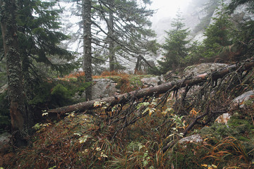 Fototapeta premium Nature