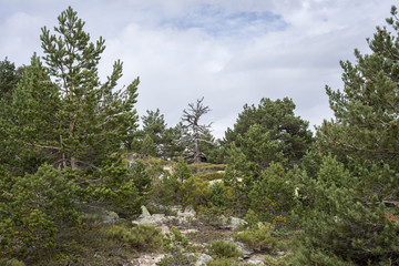 Scots pine forest and padded brushwood (Cytisus oromediterraneus and Juniperus communis) in Siete Picos (Seven Peaks) range, Guadarrama Mountains National Park, provinces of Madrid and Segovia, Spain