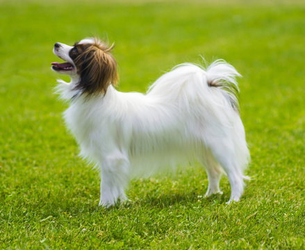 A small white and red papillon dog. Sweet papillon puppy